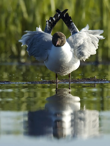 Naurulokki, Black-headed Gull, Larus ridibundus